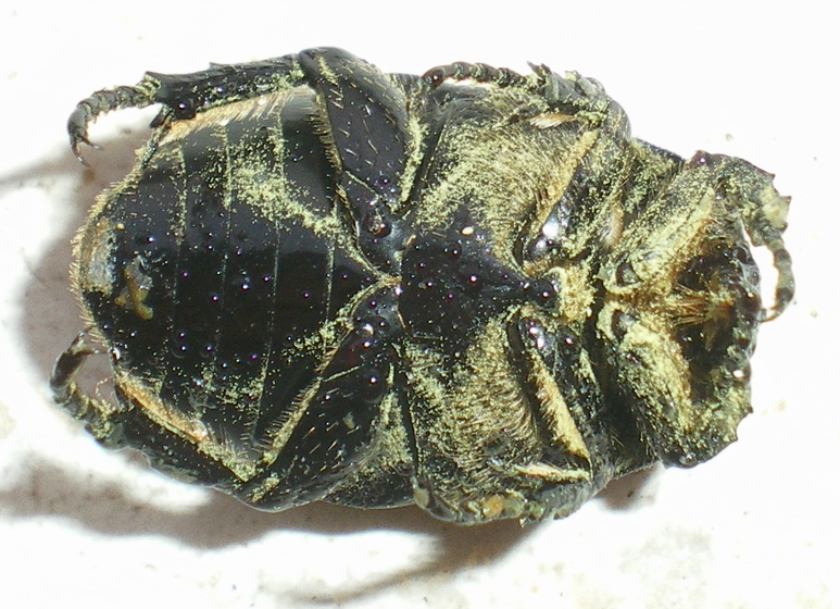 Protaetia (Netocia) morio